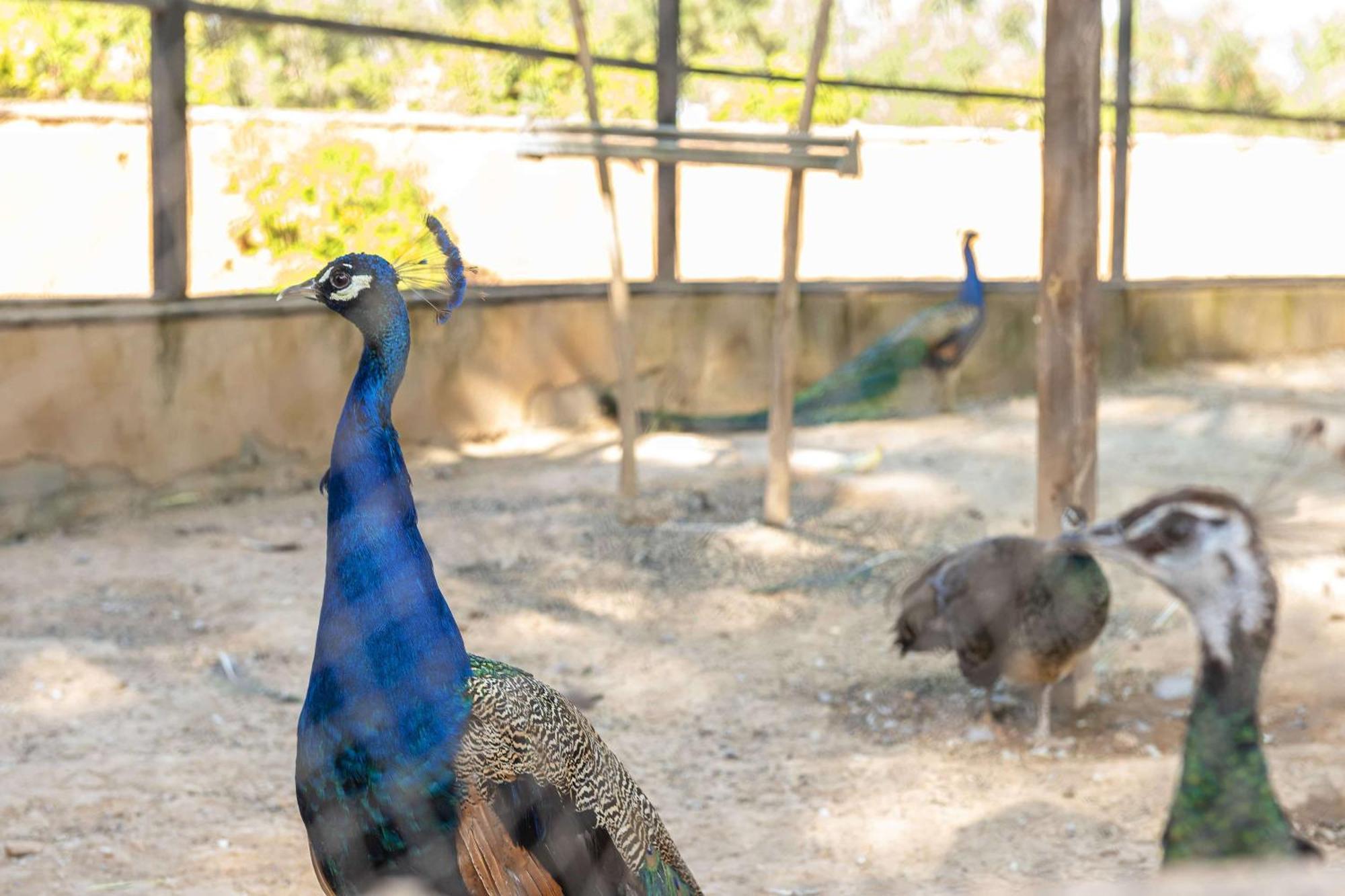 Barcelo Palmeraie Oasis Resort (Adults Only) Marrakesh Exterior photo Peafowl at the zoo